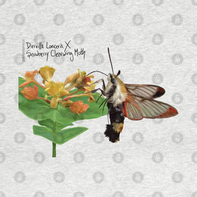 Snowberry Clearwing X Diervilla Lonicera by PollinateBarrie